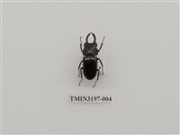 藏品(望月鍬形蟲)的圖片